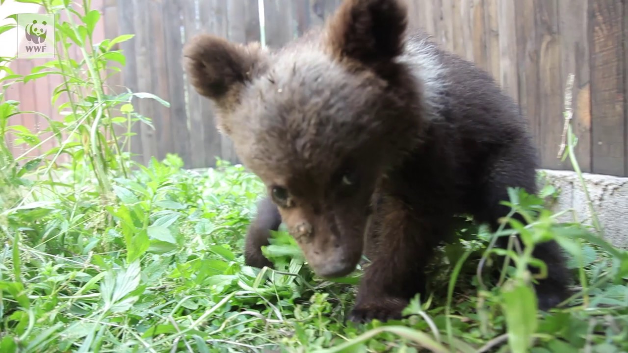 Evoluția miraculoasă a puiului de urs paralizat | Eroi printre urși - Episodul 10