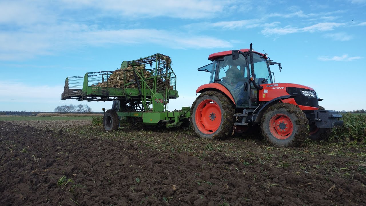 ZBIÓR BURAKA CUKROWEGO🔥2023 🔥KUBOTA M7040, Stoll V100 MF 7S.155, 5455, BELARUS 820, X2 AUTOSAN D47🔥