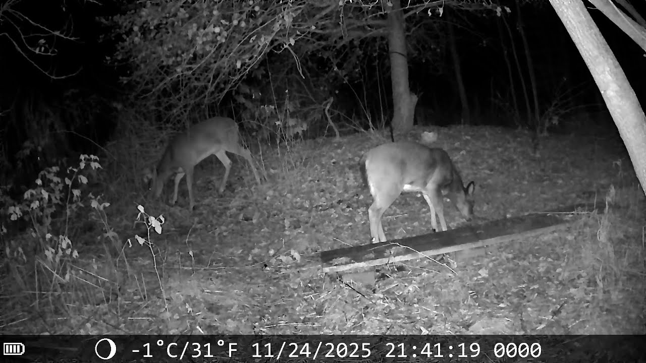 November 24, 2025 The deer came back this evening