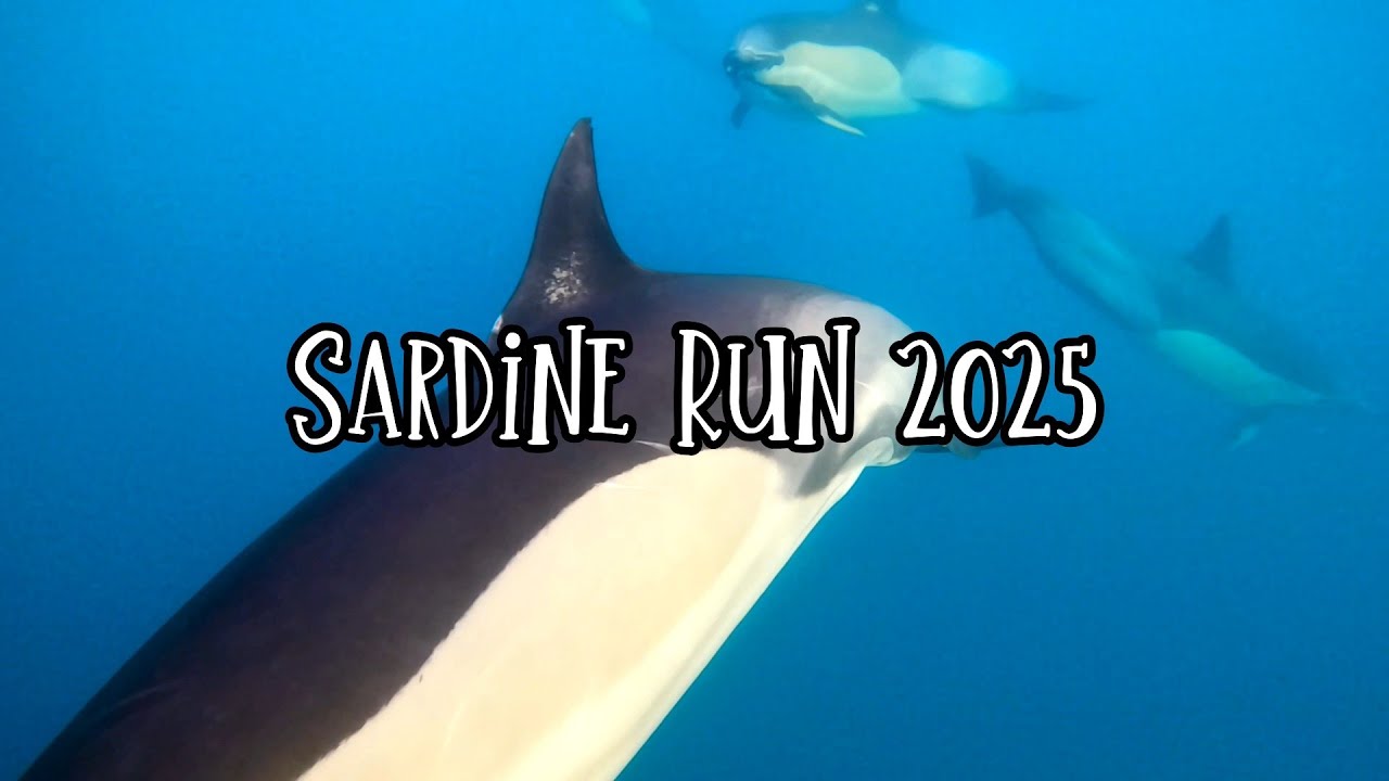 Sardine run South Africa 2025 (ProDive)