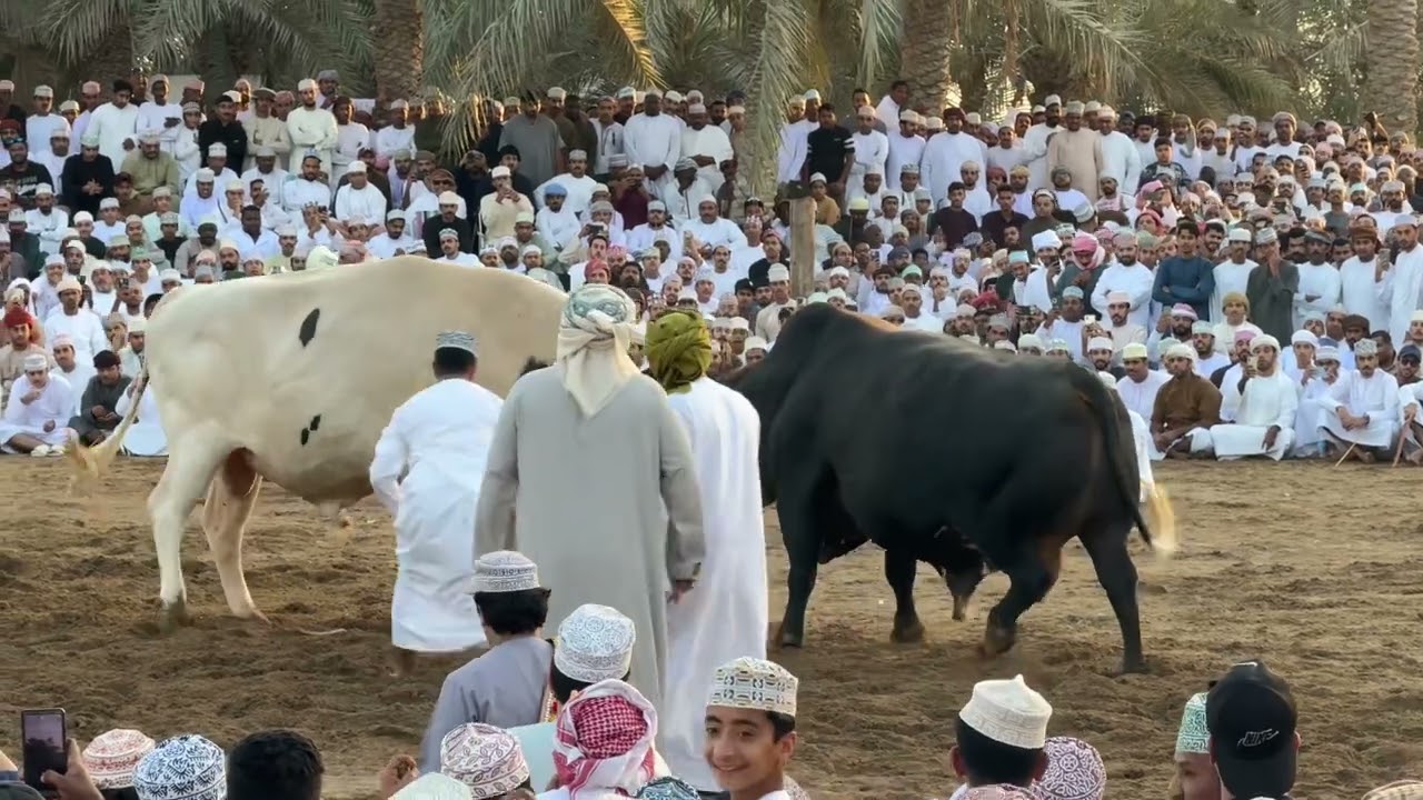جولة التحدي ( الشبابي مع الحصن )