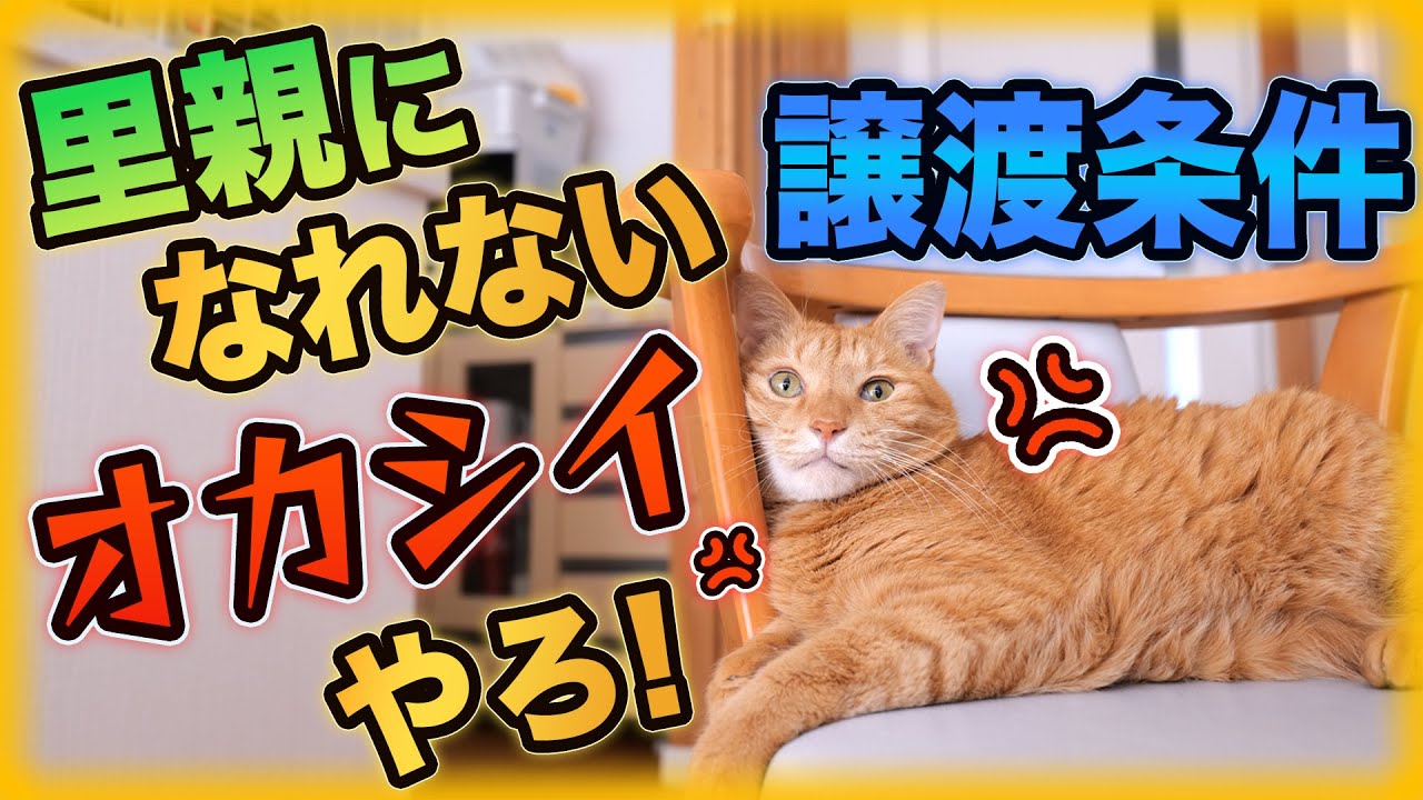 猫の里親になれない条件！おかしいでしょ？小さな子供がいる家庭編