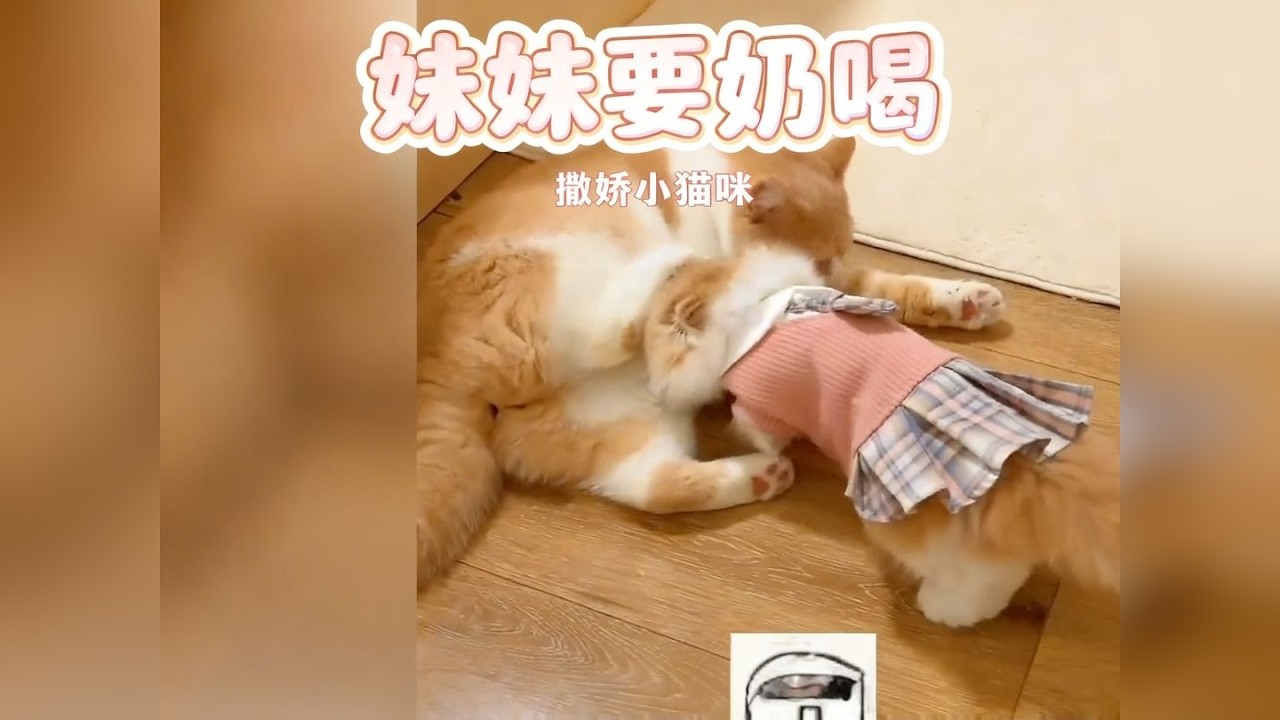 可爱的猫咪，最喜欢做的事就是撒娇卖萌！