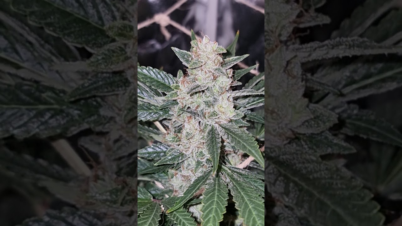 dutch passion banana blaze final part
