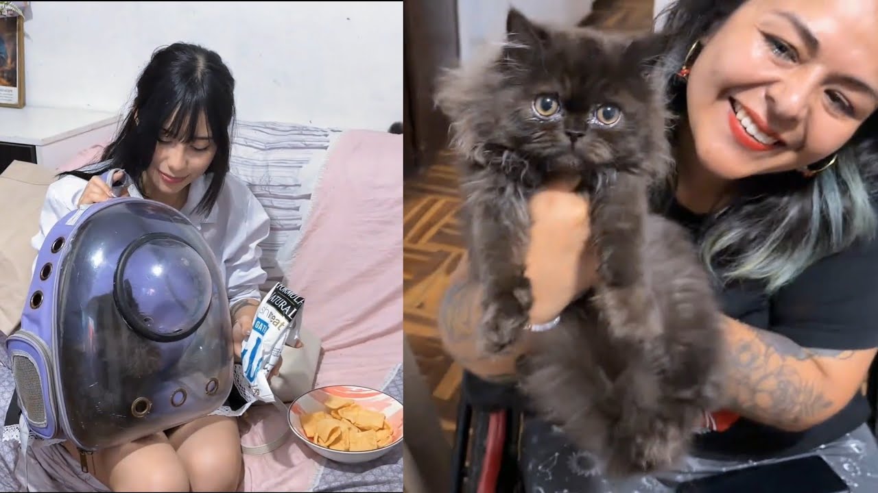 SERAPHINE ADOPTA UN GATITO PERSA