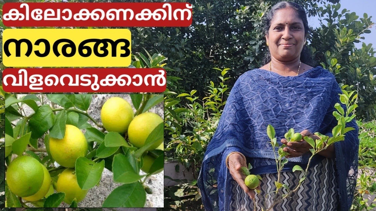 നാരകം, ഓറഞ്ച് പെട്ടെന്ന് കായ്ക്കാൻ എങ്ങനെ നടണം | How to plant orange and lemon for fast fruiting