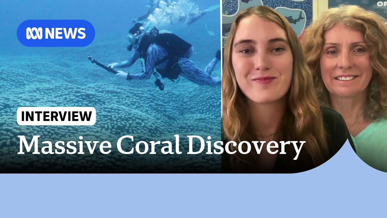 Citizen scientists discover huge coral colony on Great Barrier Reef | ABC NEWS