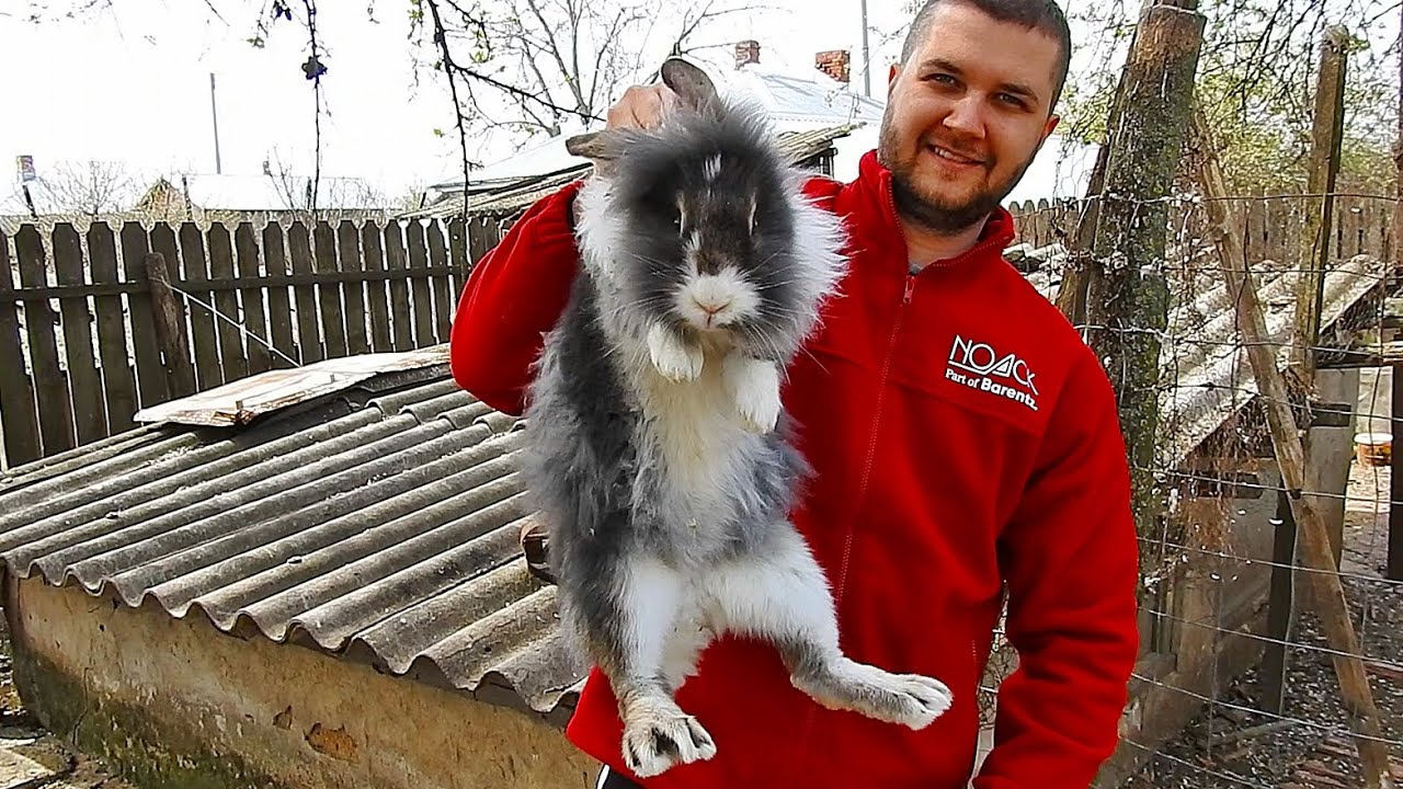 DAN SI - A LUAT UN IEPURE CIUDAT! ANIMALELE DIN GOSPODARIA LUI DAN.