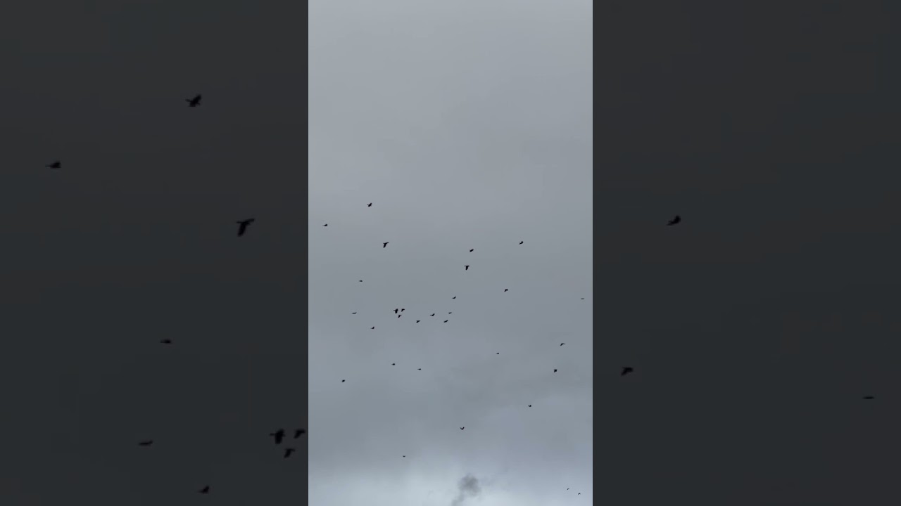 #shorts #Induarts #swiss #winter winterseason #crow #sounds #birds #nature #snow #realsound