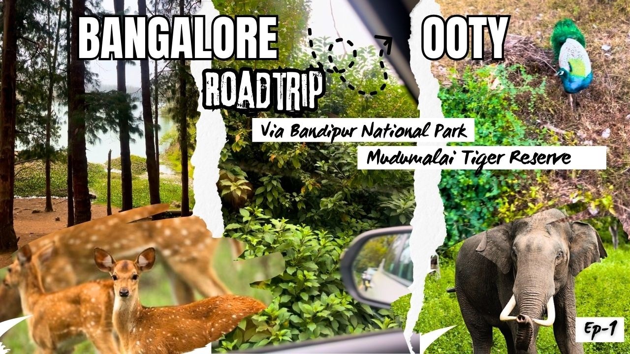 Bangalore to Ooty Road Trip| Travel Guide| Ep-1 via Bandipur and Mudumalai Tiger Reserve #ooty