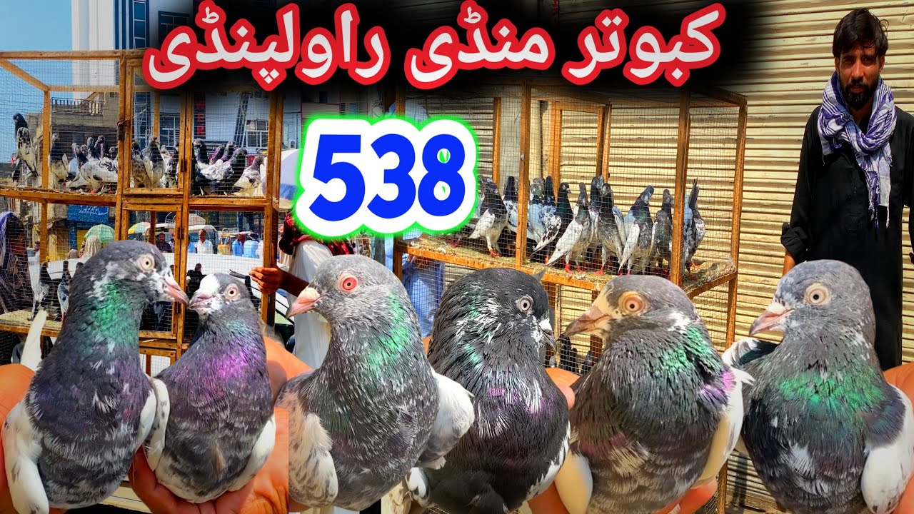 538 | Kabootar Mandi Dingi khoi Rawalpindi | Today Latest Update | High Flyer Pigeon Price 23/8/2025