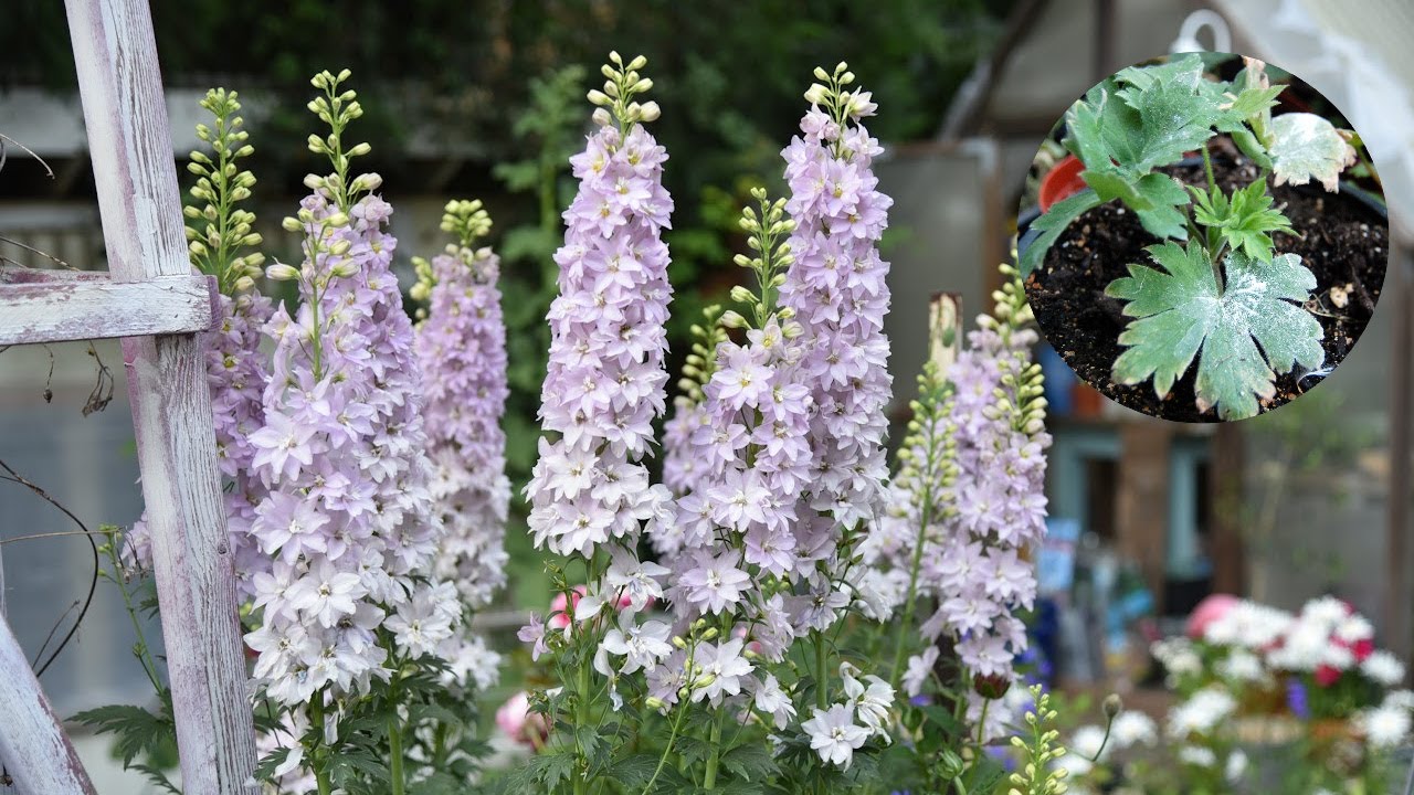 Easy Steps to Sow Delphinium Seeds for Stunning Blooms Indoors!