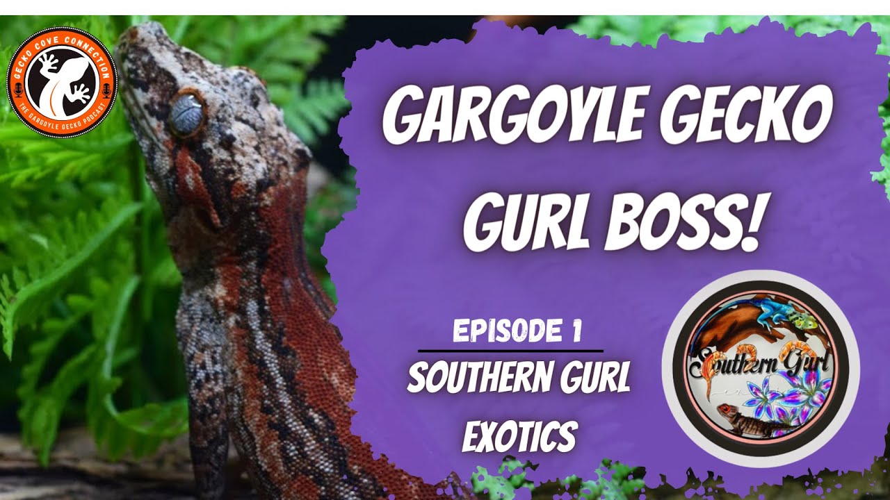 Gecko Cove Connection Gargoyle Gecko Podcast 1- Southern Gurl Exotics