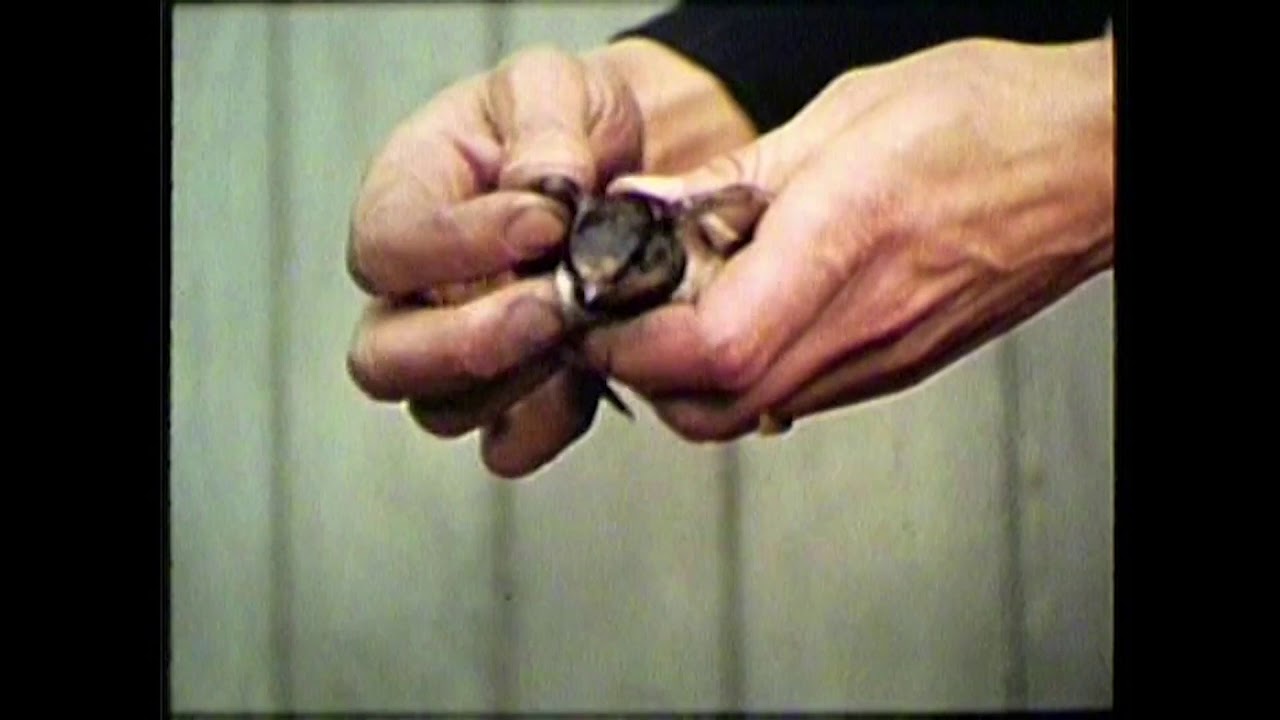 Lake District, 1945, filmed by Fred Pedley