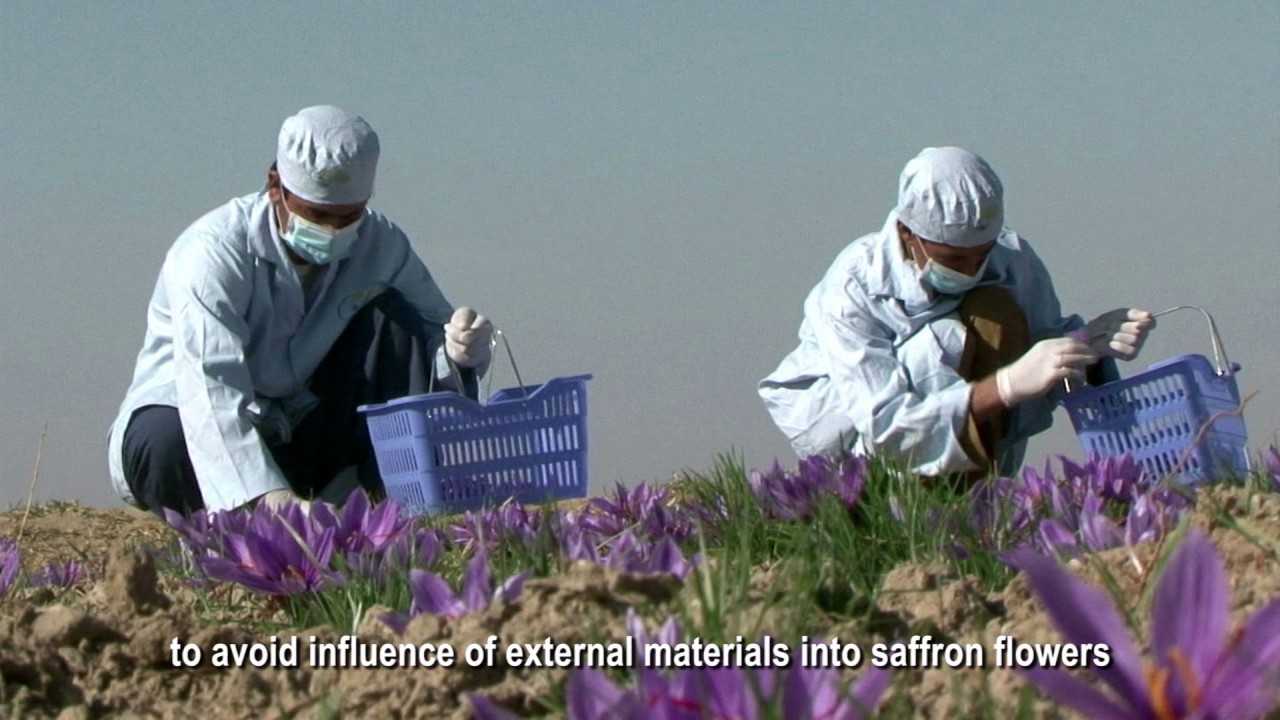 Saffron Processing and Educational Film