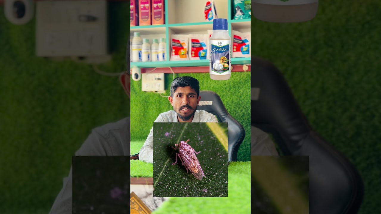 BAYER चे Confidor. #viral #farming #agrifuture #reels #video