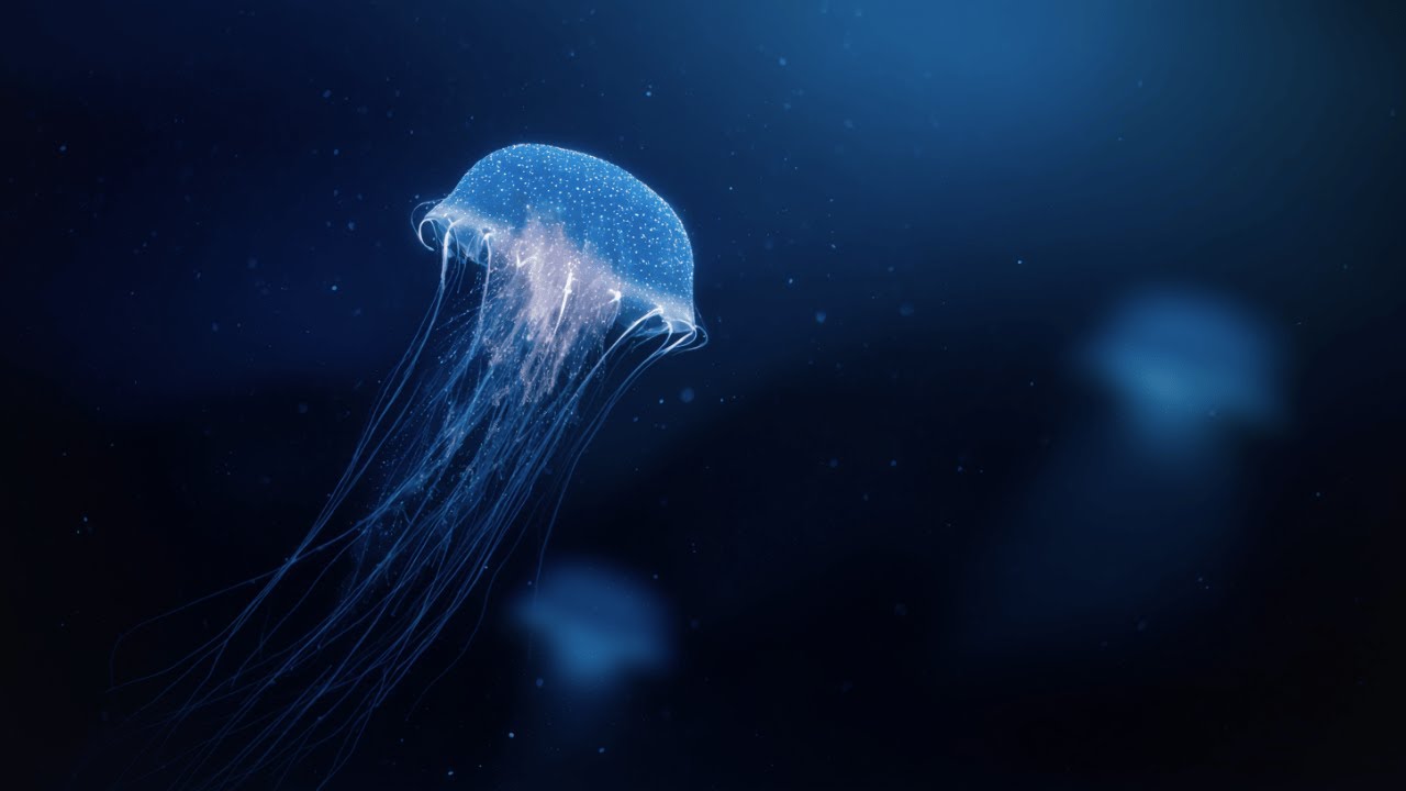Quiet Deep Sea Ambient 🌊Slow Jellyfish for Deep Focus & Calm
