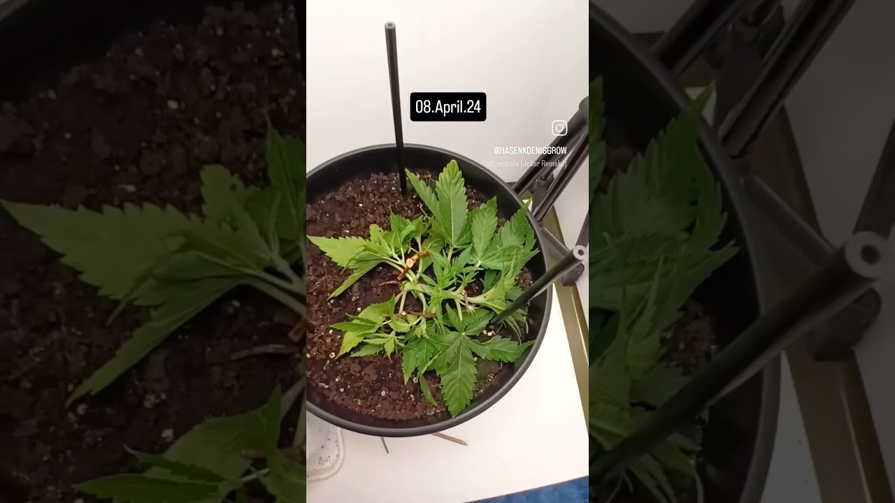 Royal Skywalker Orion F1 #grow #weed #rqs #LST