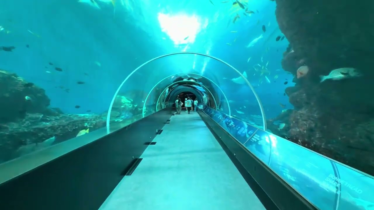 THOUSANDS ANIMALS INSIDE OCEAN  🐟 🐠 🎣  🌊 