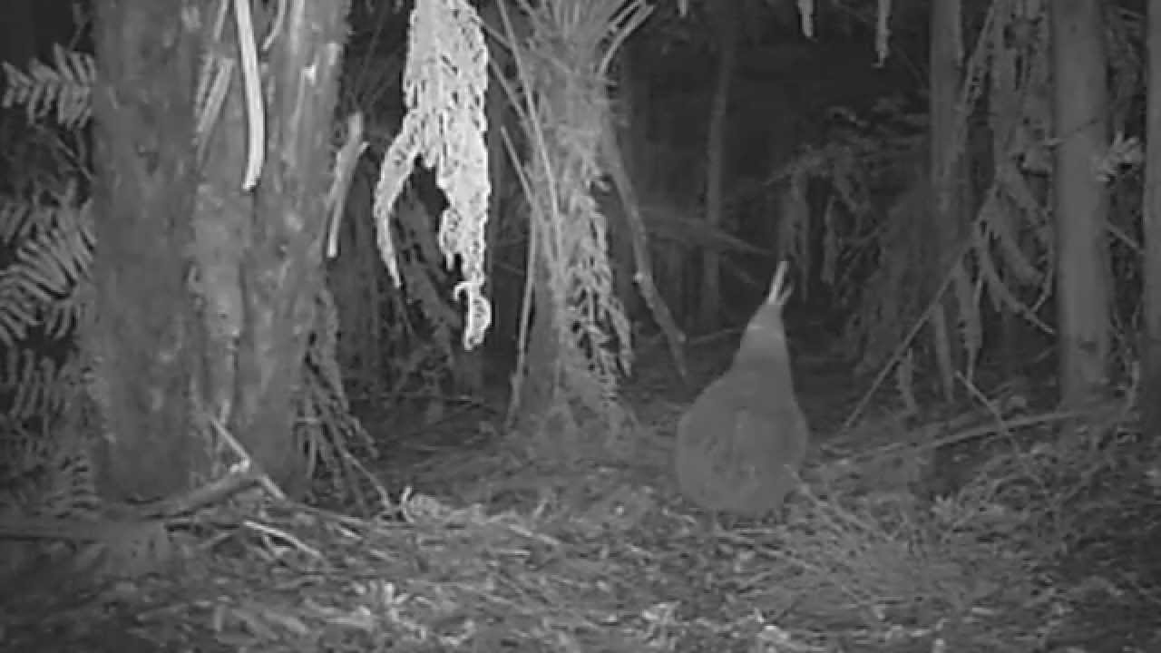 Saddest kiwi call ever | Massey University