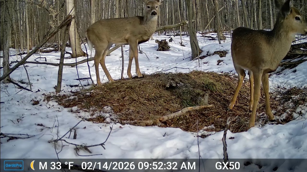 The 14th thru the 16th of February 2026 trail cams