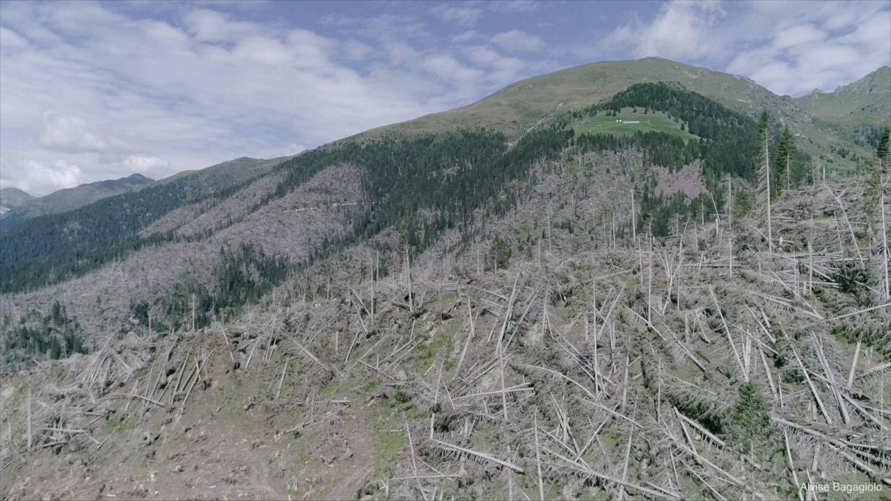 Un anno dopo la tempesta Vaia, la devastazione vista dal drone