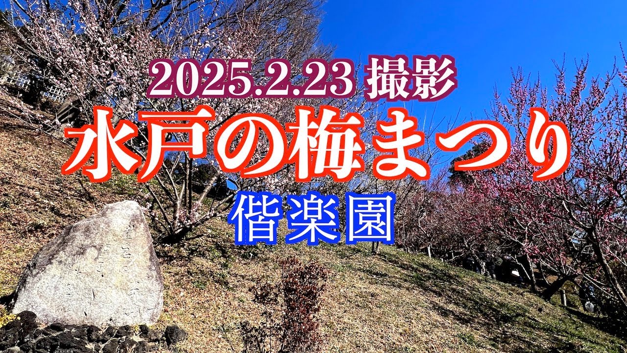 2025.2.23撮影, 水戸の梅まつり  偕楽園開花情報