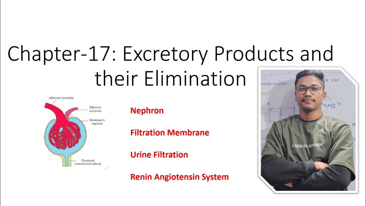 Class xi ||Renin Angiotensin System|| Excretory product and their elimination|| নেফ্রন || Part I