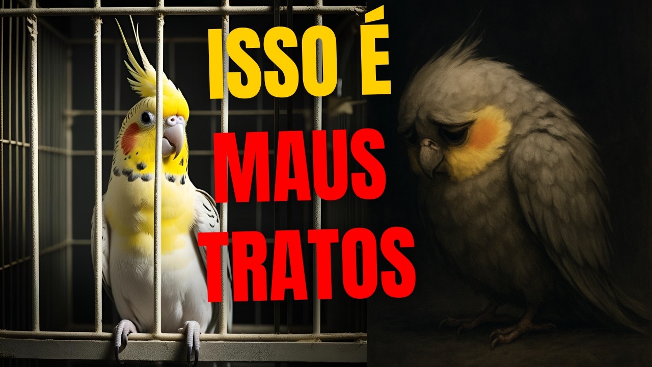 Isso é Maus-Tratos e Muita Gente Faz Sem Saber (Calopsitas) Ela corre perigo!