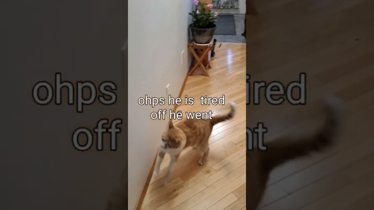 #playingcat