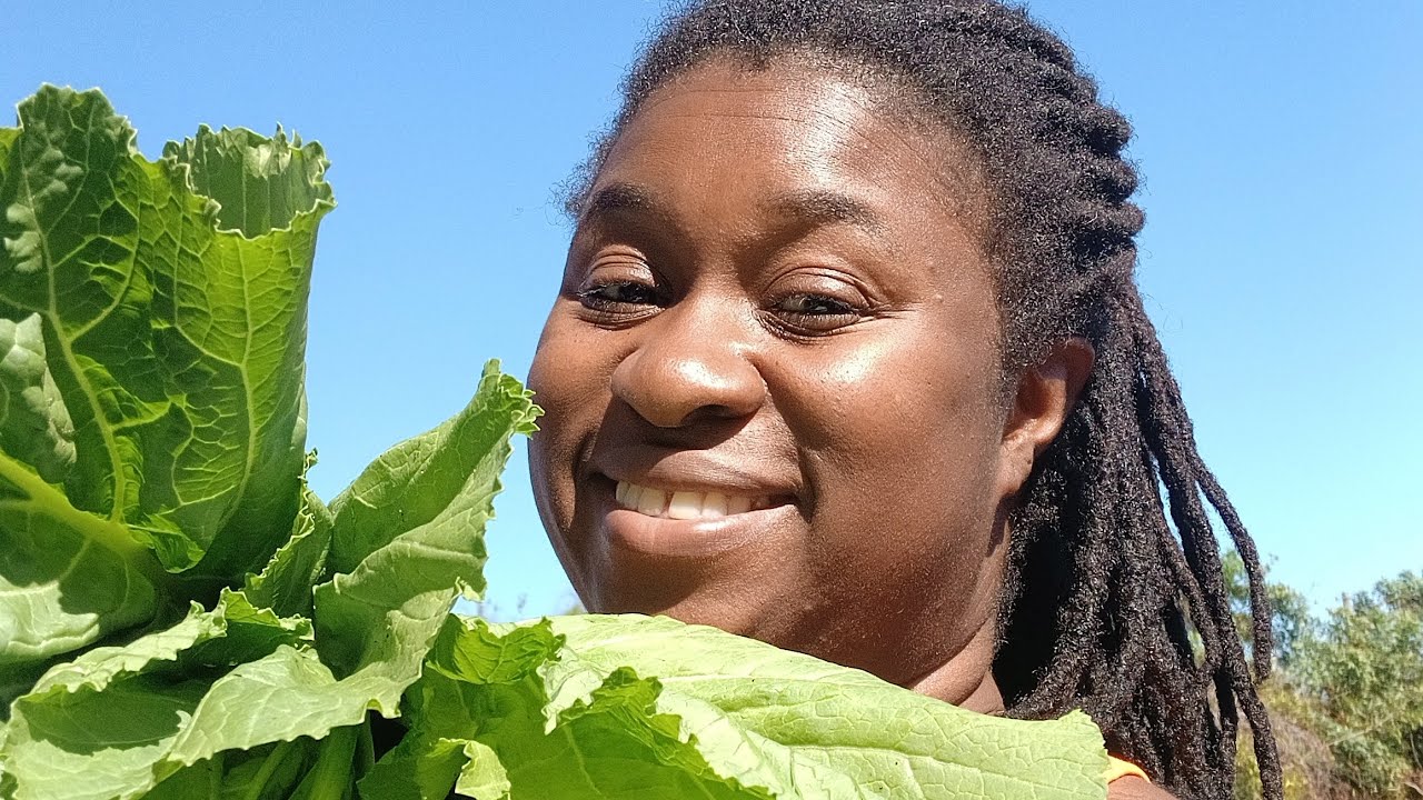 Winter Harvest | Mustard Greens, Beets, Collard Greens and Kale