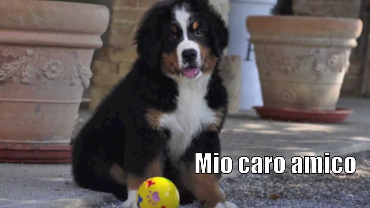 A te - Jovanotti (dedicata al mio cane)