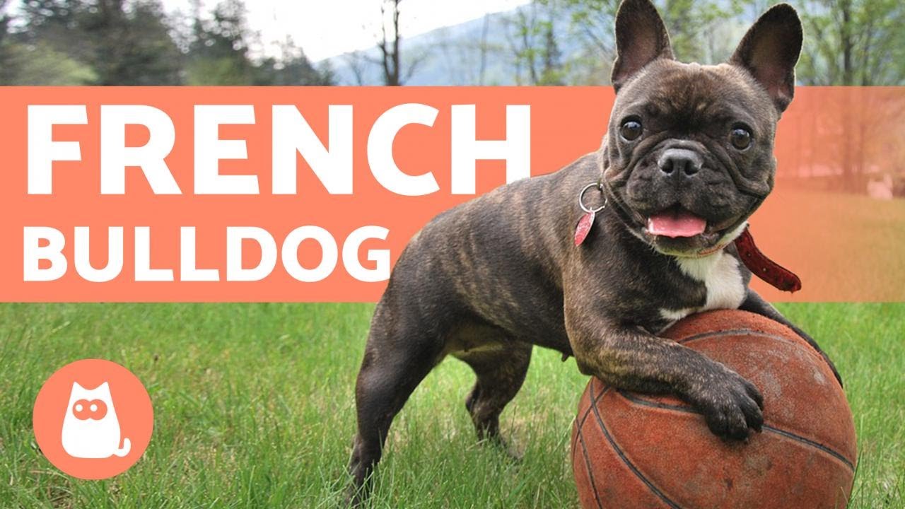 The FRENCH BULLDOG - Training and Care