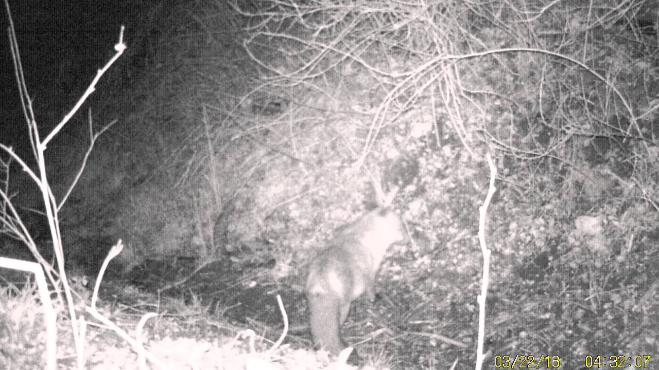 Fuchs R&uuml;de und F&auml;he 2te 23.03.2016