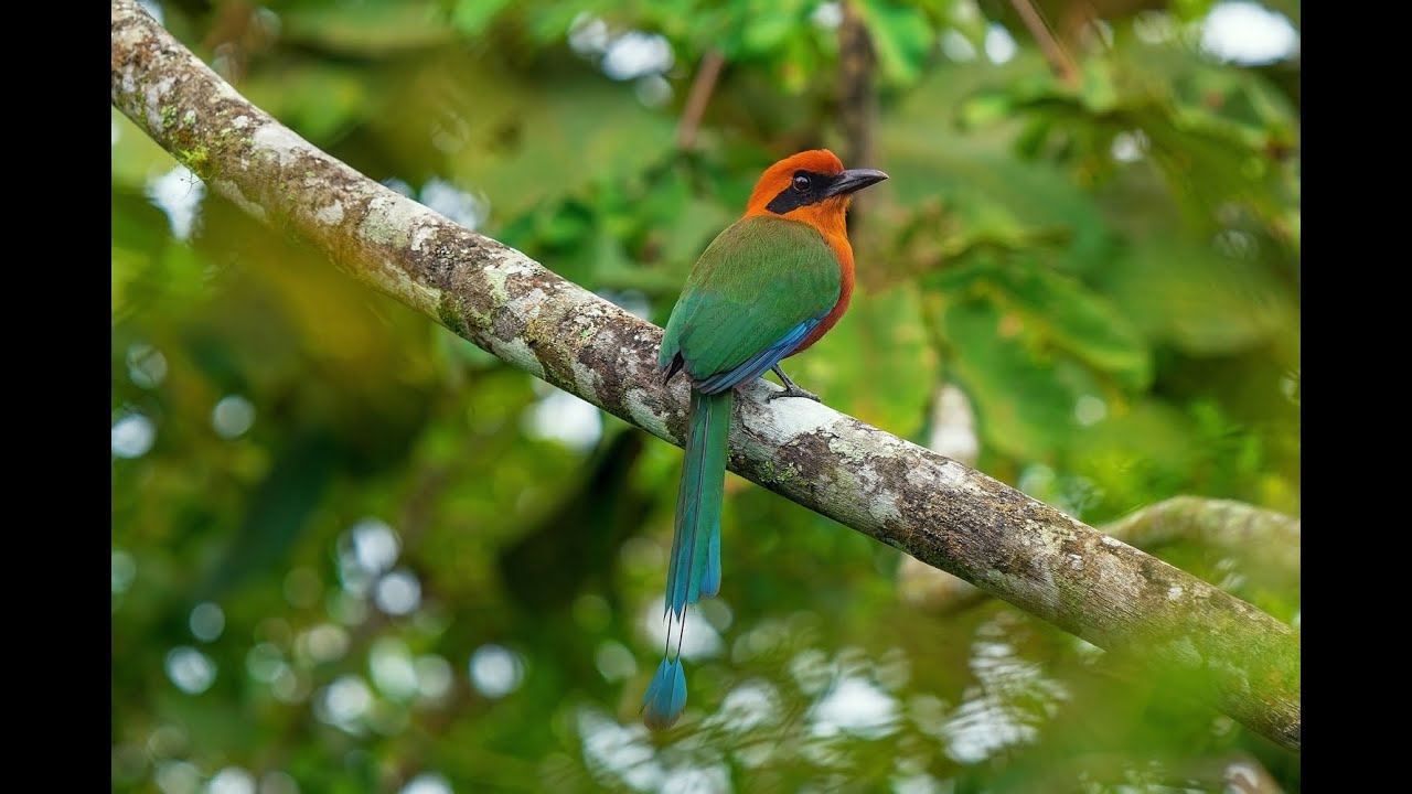 Virtual Tour: Panama, Dawn at Canopy Lodge