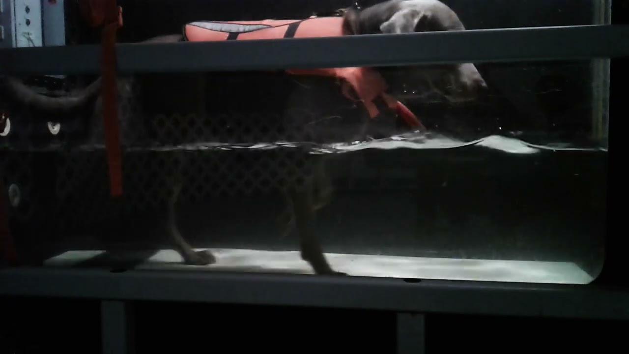 Chaplin K. Underwater Treadmill 