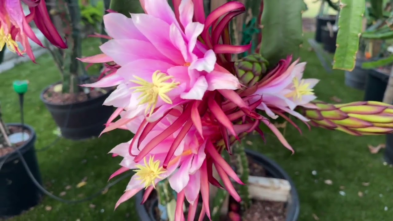 Self pollination cross pollination Dragon fruit