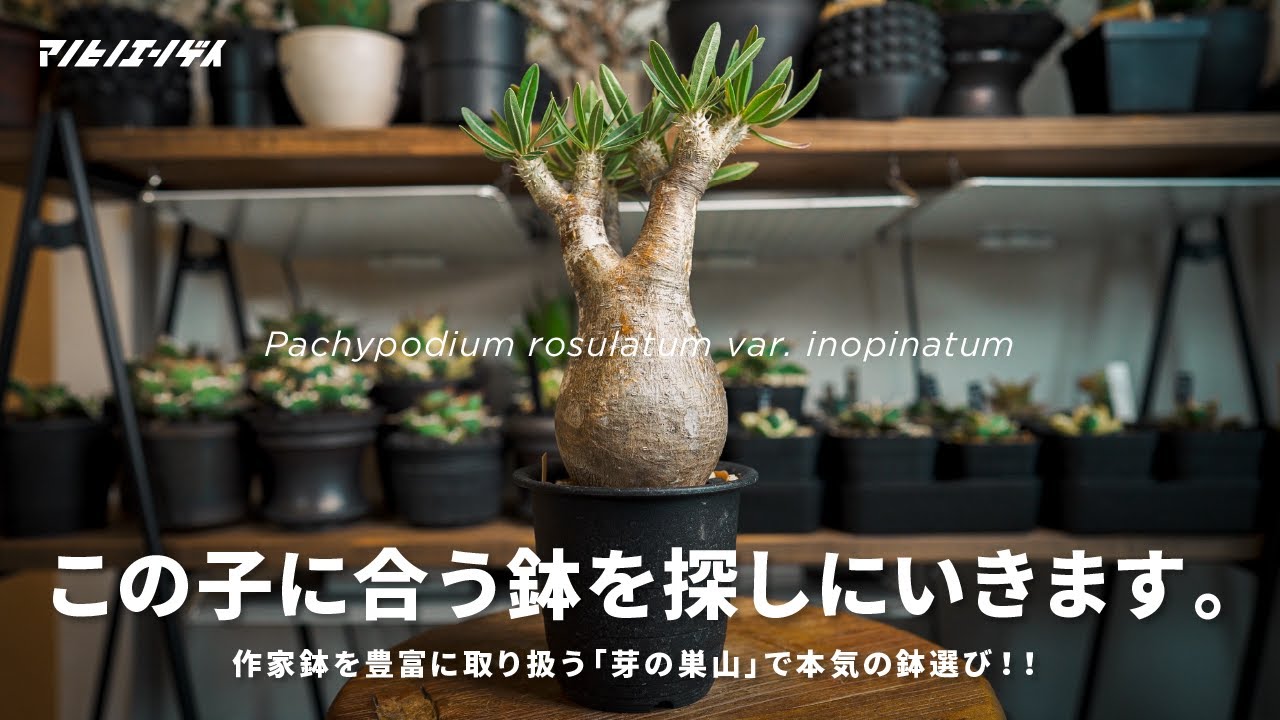 作家鉢を豊富に取り扱う「芽の巣山」で本気の鉢選び！！｜陶器鉢｜パキポディウム｜塊根植物
