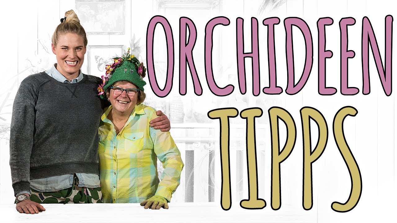 ORCHIDEEN TIPPS - RICHTIG UMTOPFEN UND PFLEGEN - DIY