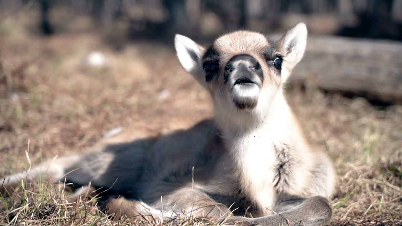 Baby-Rentiere des Weihnachtsmanns 😍🦌🎅 Santa Claus geboren in Lappland Finnland Polarkreis