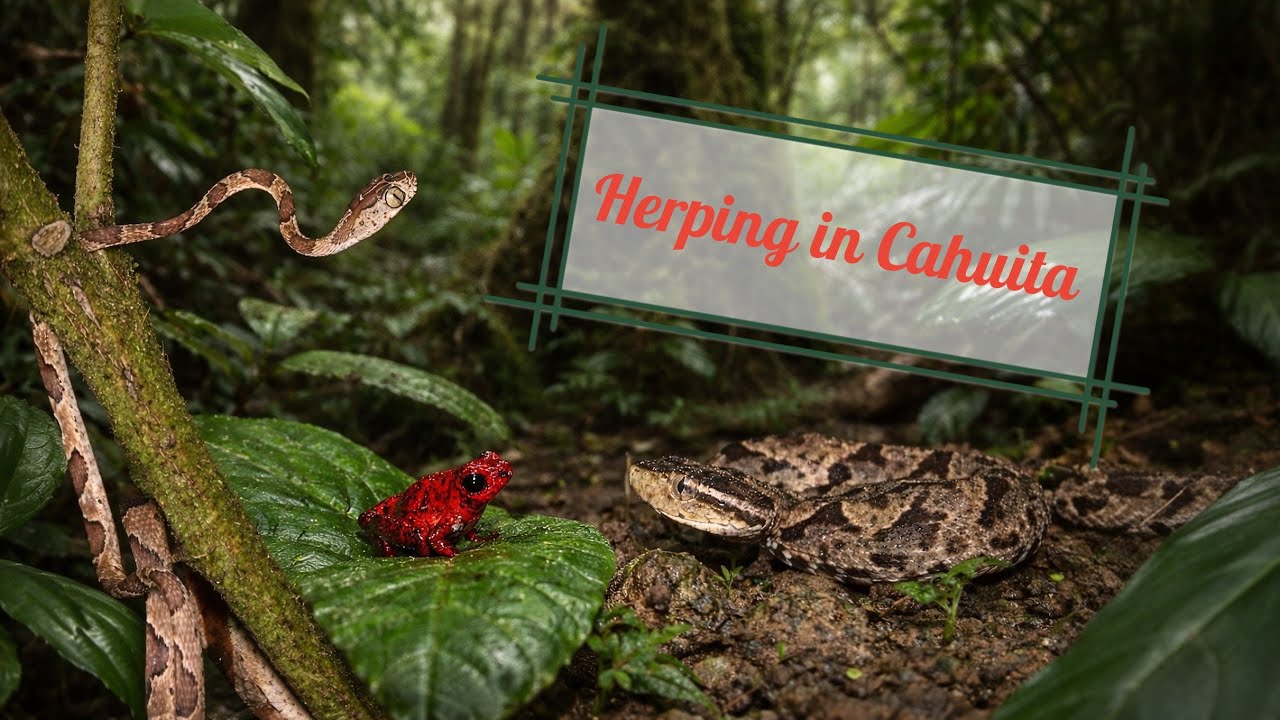 Herping Cahuita: Reptiles, Amphibians & Invertebrates of the Caribbean Coast in Costa Rica
