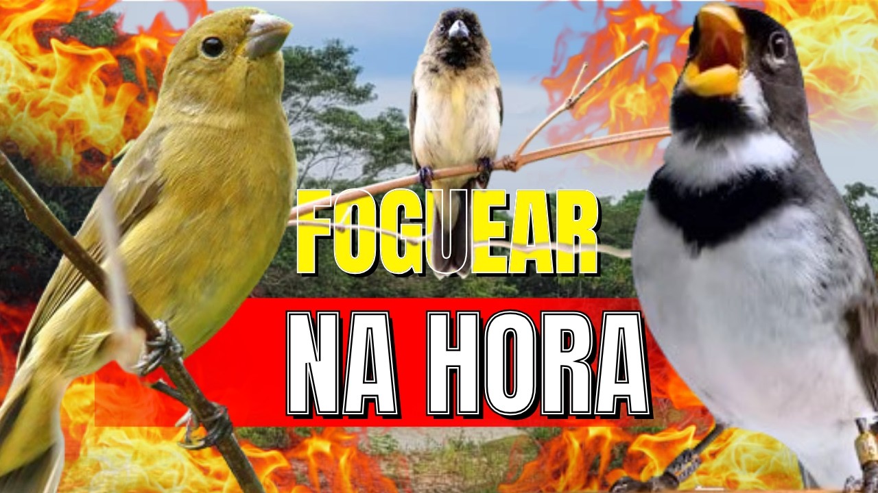 COLEIRO TUÍ-TUÍ FÊMEA CHAMANDO ENCARTE DE COLEIRO PARDOS ESQUENTA COLEIRO TUI TUI / COLEIRO TUI TUI