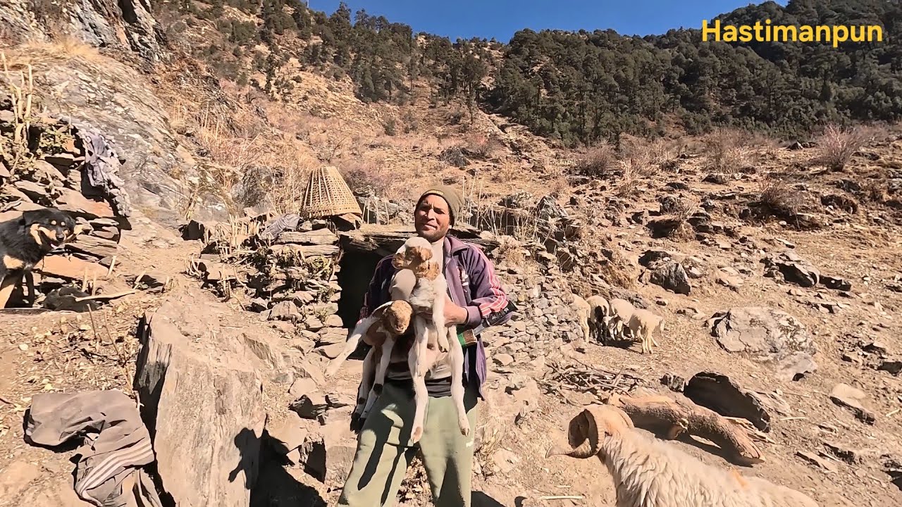 Sheep Shelter for Winter | Himalayan Life