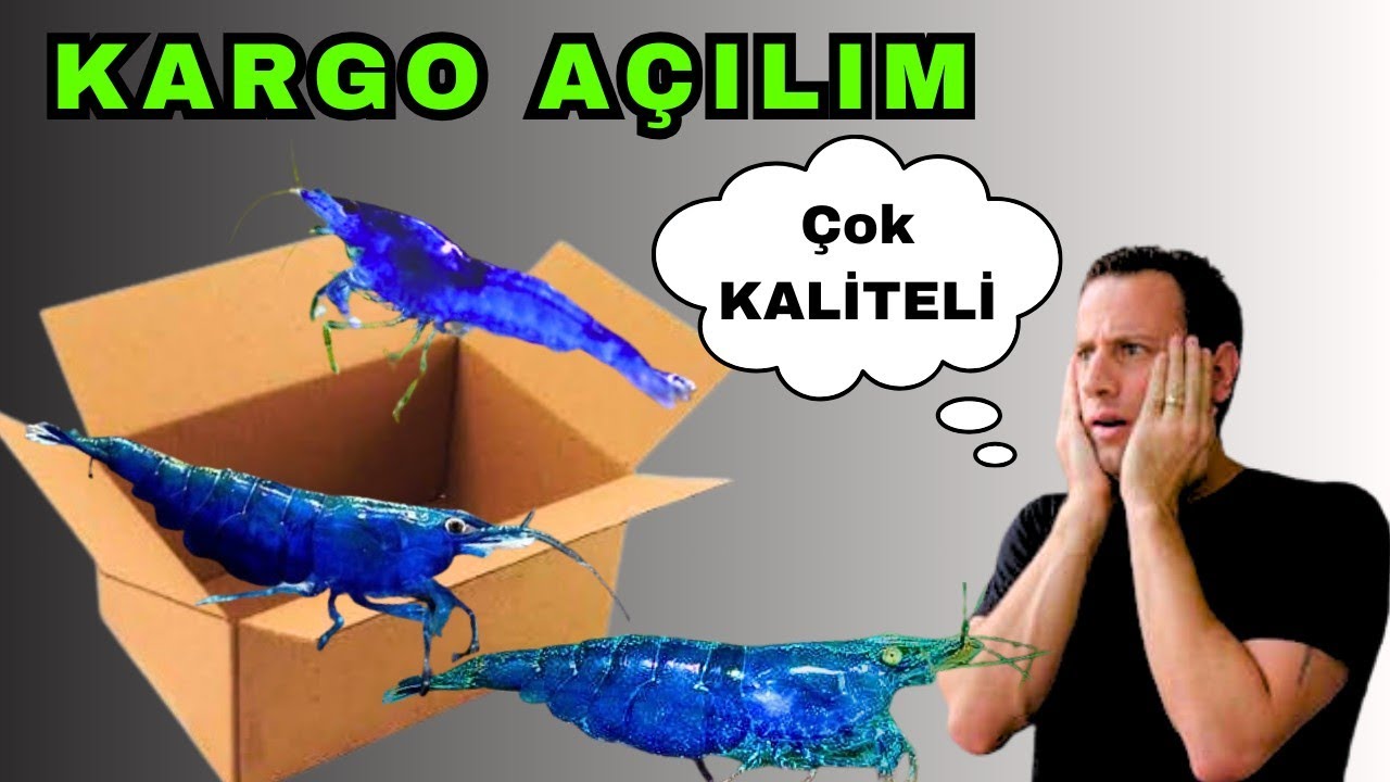 Mavi Melek Karides Aldım - Erkek Panda Lepistesleri Ana Tanka Yerleştirdim