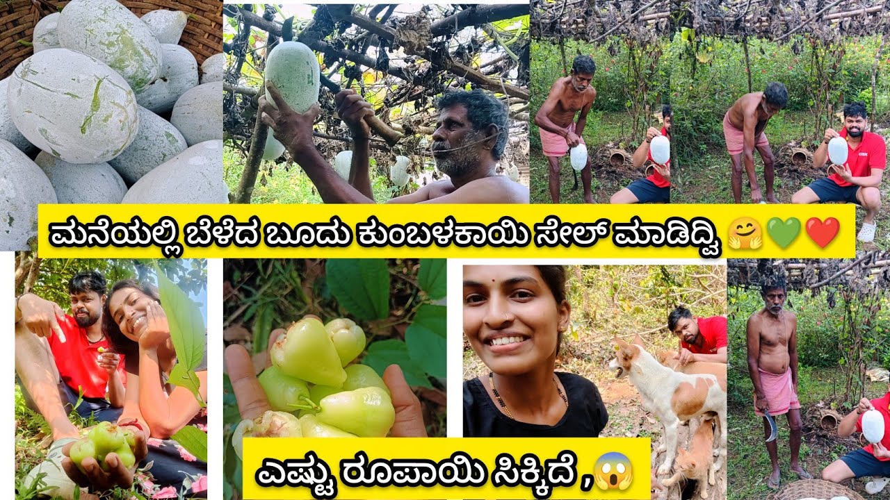 ಮನೆಯಲ್ಲಿ ಬೆಳೆದ ಬೂದು ಕುಂಬಳಕಾಯಿ (Ash Guard) ಸೇಲ್ ಮಾಡಿದ್ವಿ 🤗 💚 ಎಷ್ಟು ₹ ಸಿಕ್ಕಿತು😱