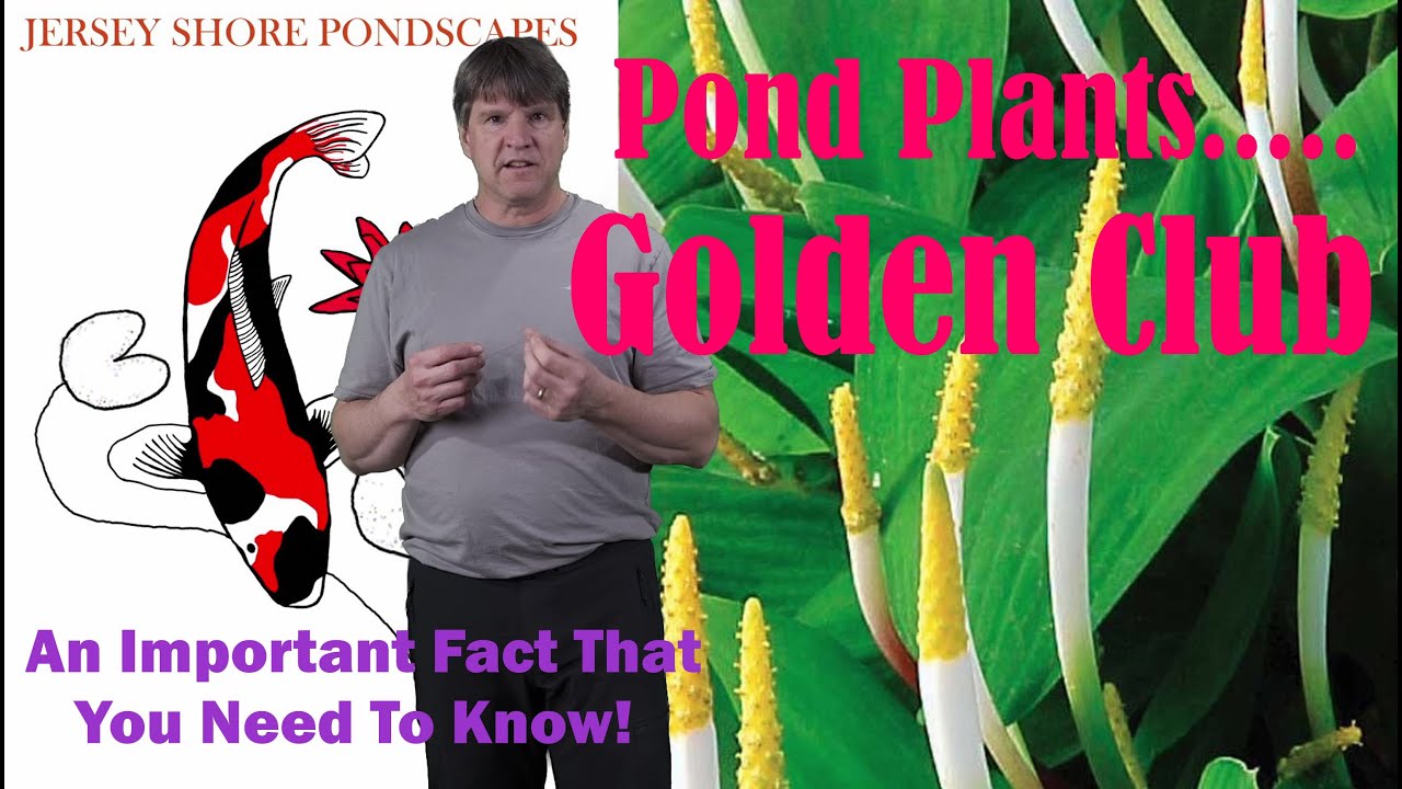 Aquatic Pond Plants:  Golden Club