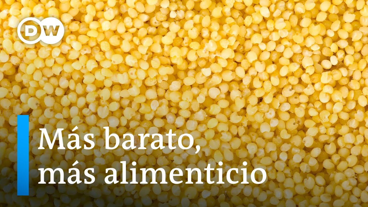 Senegal impulsa el cultivo del mijo, ante los elevados precios internacionales del trigo