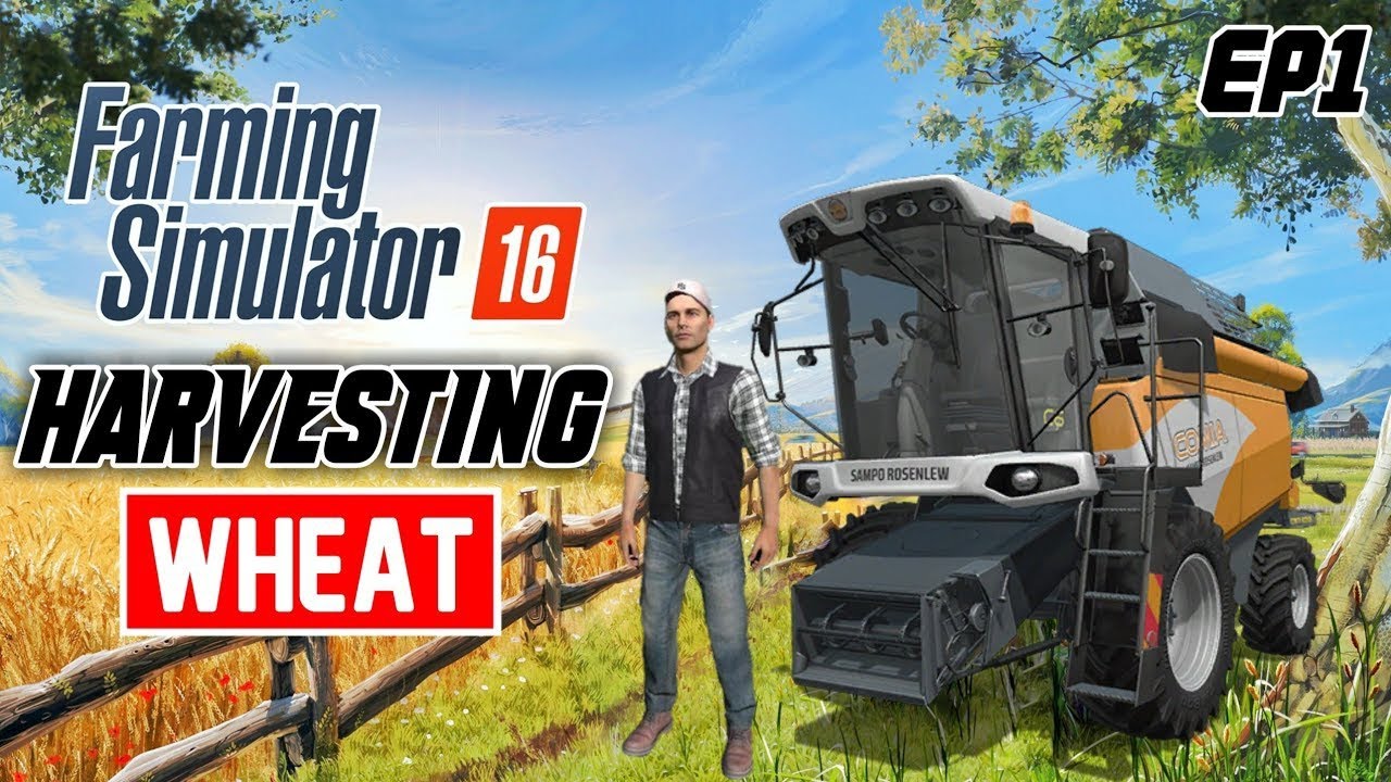 wheat harvesting All fields in fs 16 || harvesting wheat in fs 16 || how to Harvesting in fs 16