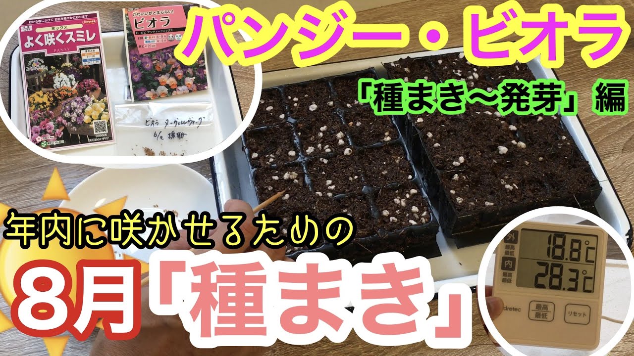 【パンジー・ビオラ】種まき / 年内に絶対に咲かせたい / 温度管理方法 / 種まき〜発芽まで全て見せます / あっという間に発芽するよ♫【ガーデニング】
