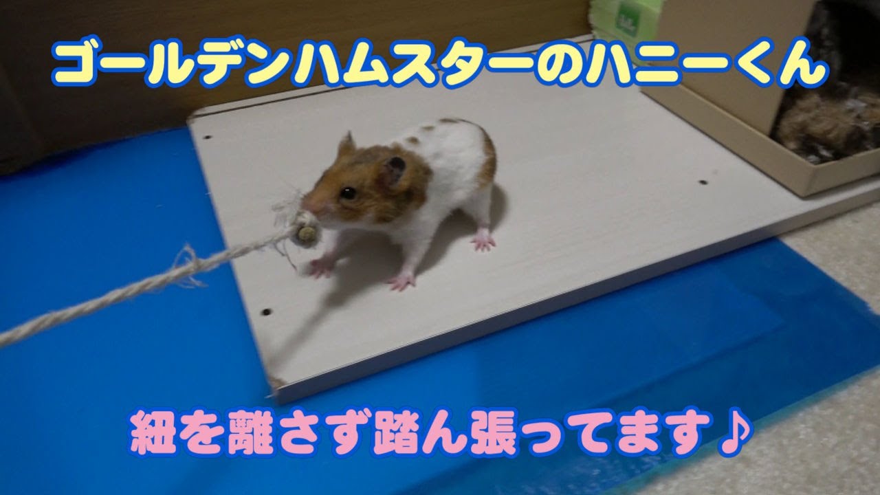 【ゴールデンハムスターのハニーくん】375 紐を絶対離さない！ミニ綱引きが可愛い🐹🧵